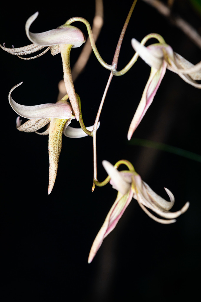 Dendrobium fractiflexum Finet 2