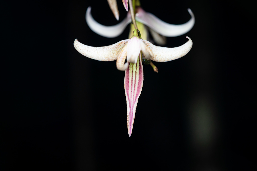 Dendrobium fractiflexum Finet