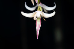 Dendrobium fractiflexum