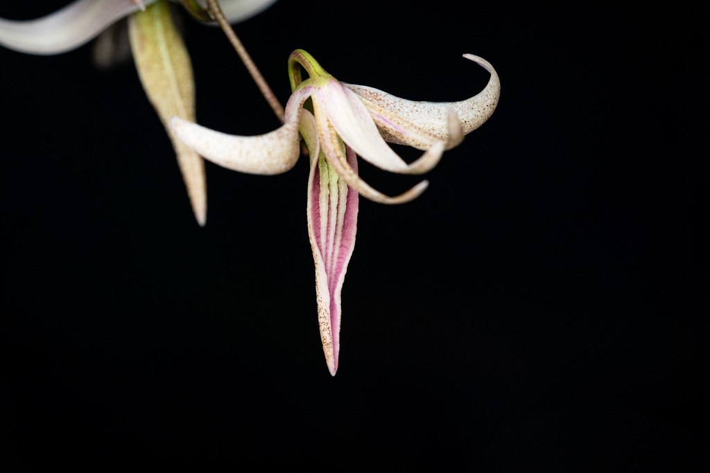 Dendrobium fractiflexum Finet 3