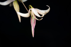 Dendrobium fractiflexum