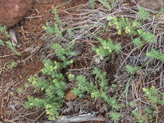 Galium ambiguum