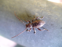 Plectrura spinicauda