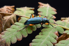 Strongylium erythrocephalum