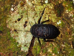 Catara rugosicollis