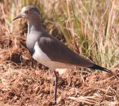 Vanellus melanopterus minor