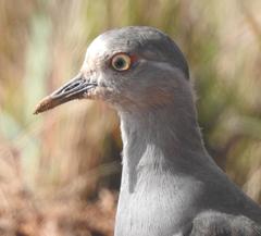 Vanellus melanopterus minor