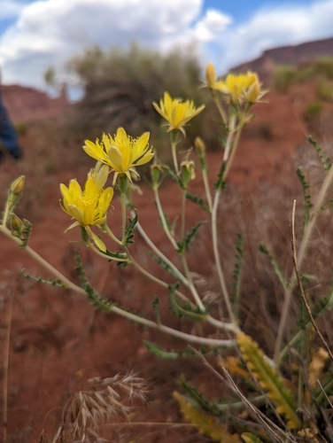 Cronquist's blazingstar (Mentzelia cronquistii)