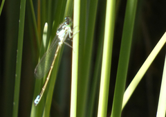 Ischnura damula