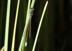 Ischnura damula