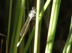 Ischnura damula