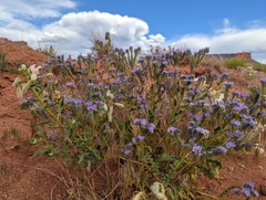 Phacelia corrugata