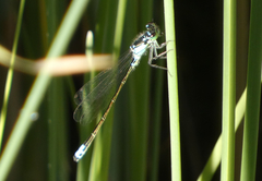 Ischnura damula