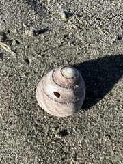 Coelotrochus tiaratus