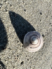 Coelotrochus tiaratus