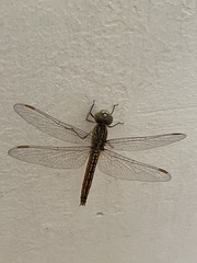 Brachythemis contaminata