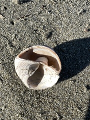 Coelotrochus tiaratus