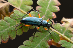 Strongylium erythrocephalum