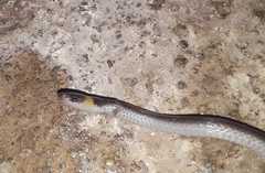 Enulius flavitorques