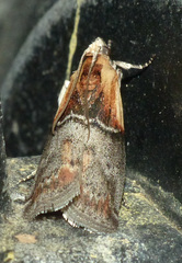 Sciota basilaris