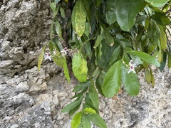 Capparis micracantha
