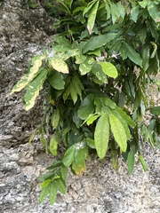 Capparis micracantha