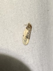 Henricus edwardsiana