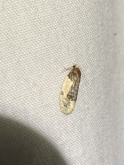 Henricus edwardsiana