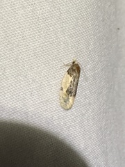 Henricus edwardsiana