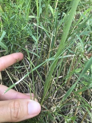 Scorzonera laciniata