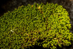 Hymenoloma crispulum