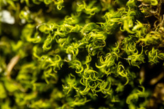 Hymenoloma crispulum