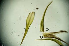 Hymenoloma crispulum