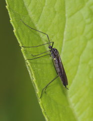 Gnophomyia
