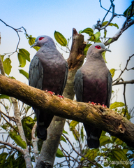Pinon's Imperial-Pigeon photo 2