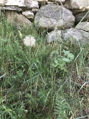 Scorzonera laciniata