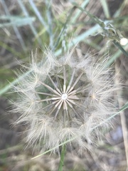 Scorzonera laciniata