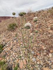 Cirsium neomexicanum utahense