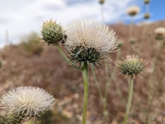 Cirsium neomexicanum utahense