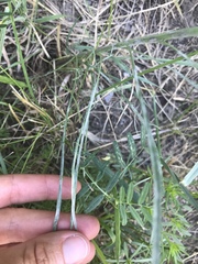 Scorzonera laciniata