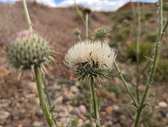Cirsium neomexicanum utahense