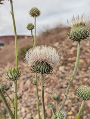 Cirsium neomexicanum utahense