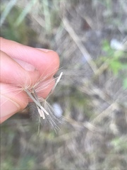 Scorzonera laciniata