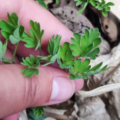 Corydalis buschii