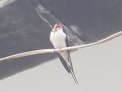Hirundo rustica