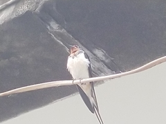 Hirundo rustica