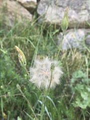 Scorzonera laciniata