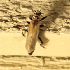 Cantharis rufa