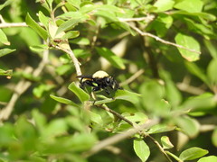 Laphria macquarti
