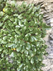 Rhamnus pumila